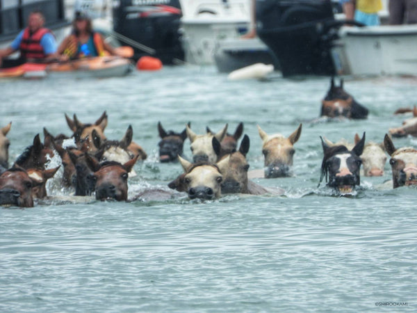 Every Pony Ready - Was the 99th Chincoteague Pony Swim Worth the Wait?