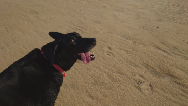 Outer Barks:  Mini Guide to Fun at Outer Banks with Your Dog