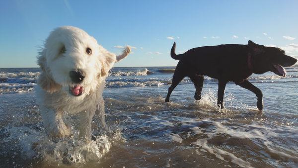 Canines at Coligny: Hilton Head Island's High-End Dog Scene