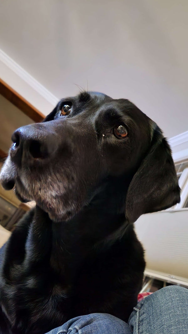 The Dark Side of Black Labs: What Breeders Don't Want You to Know