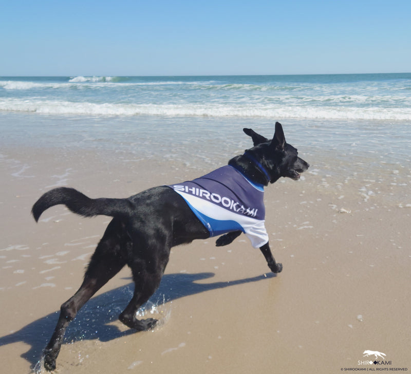 BRAVE THE SEA ≋ DOG'S RASHGUARD