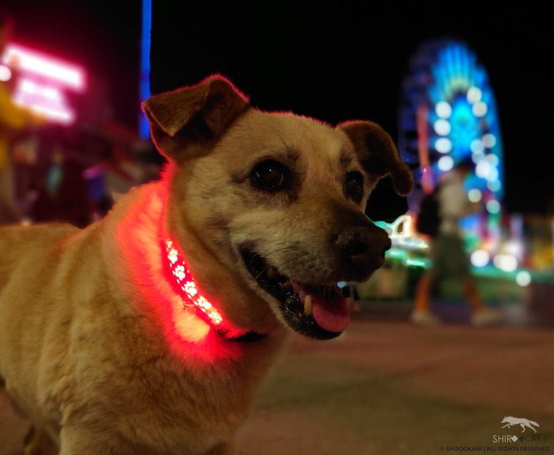 PAWESOME LED COLLAR