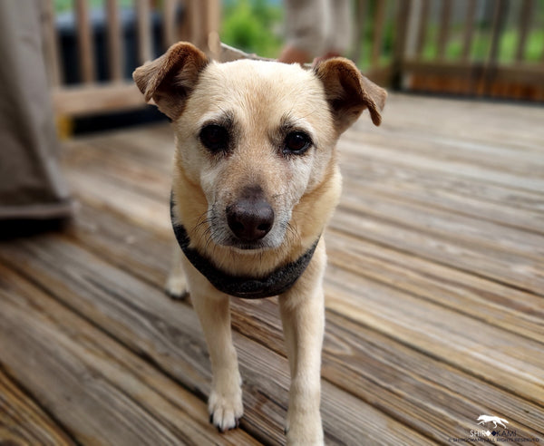 LE PETIT CHIEN GRIS - HARNESS