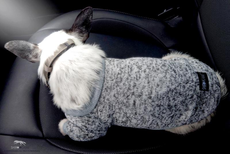 LE PETIT CHIEN GRIS - SWEATER