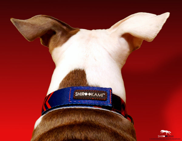 FETCHING DOG - PERFORMANCE COLLAR