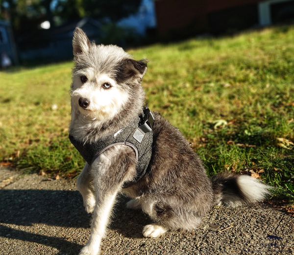 LE PETIT CHIEN GRIS - HARNESS