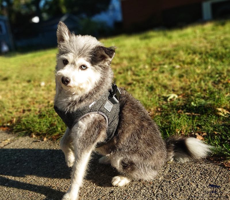 LE PETIT CHIEN GRIS - HARNESS