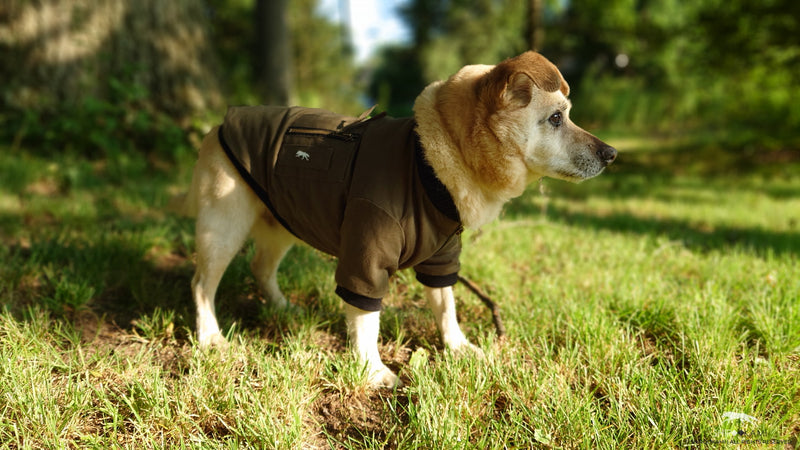 DOG BOMBER JACKET