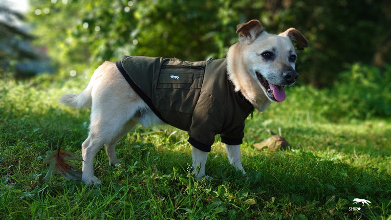 DOG BOMBER JACKET