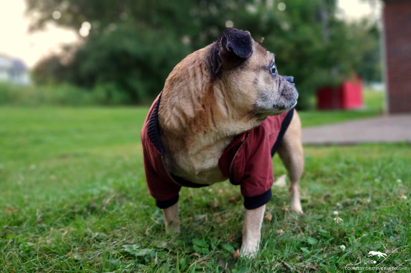 DOG BOMBER JACKET