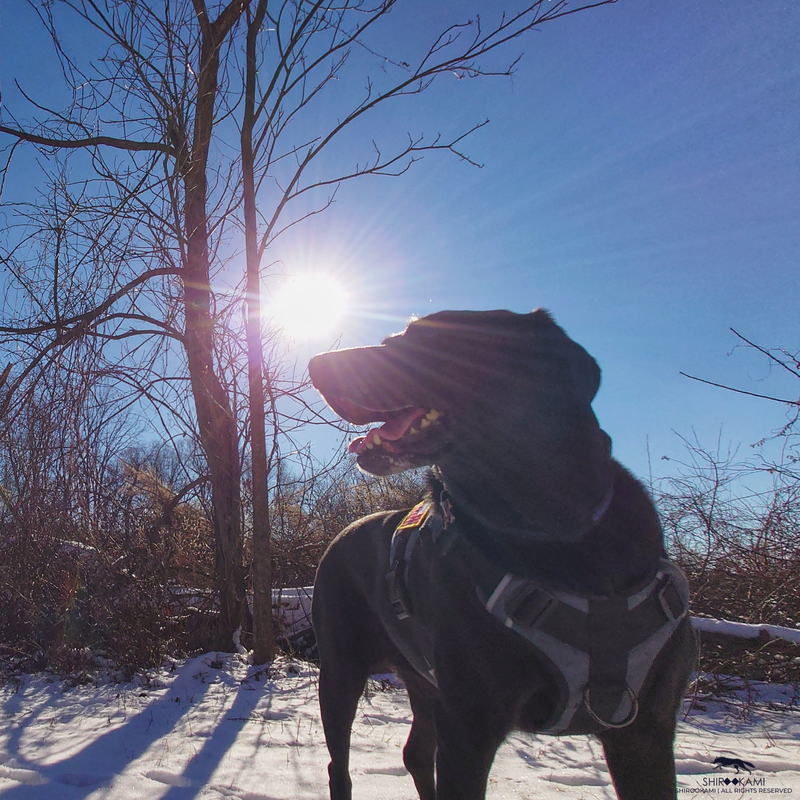 DOGS.UNITE BALLISTIC VEST